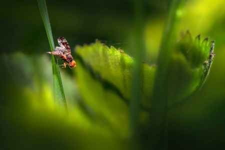Entomology